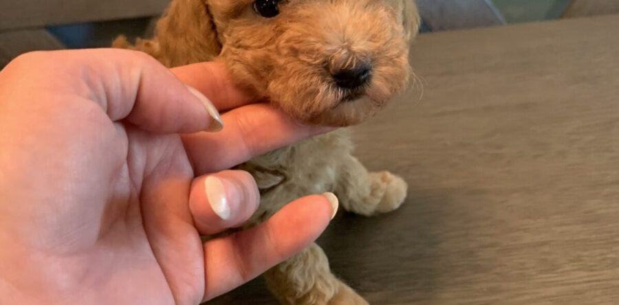 Etiam commodo convallis