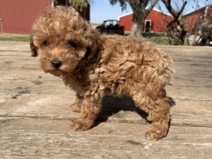 Etiam dictum egestas