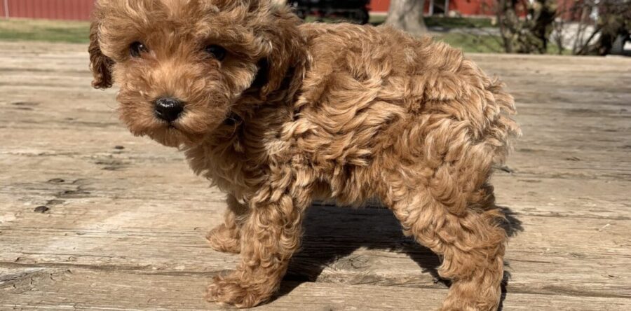 Etiam dictum egestas