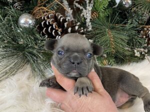 Lorem ipsum dolor sit