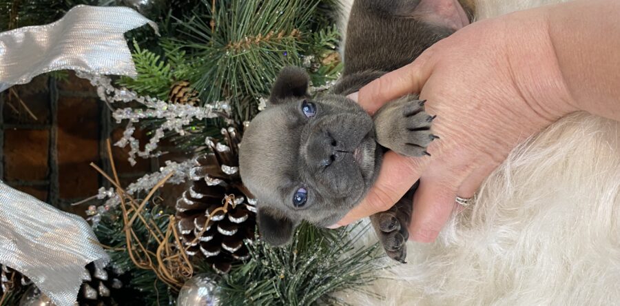 Lorem ipsum dolor sit