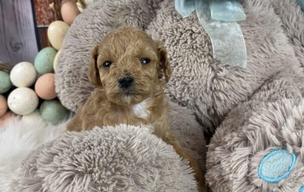 ~AKC~ LILLY~TOY POODLE FEMALE