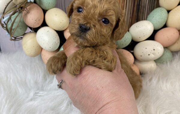 ~AKC STELLA~TOY POODLE FEMALE