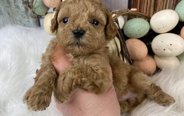 ~AKC PENNY~TOY POODLE FEMALE
