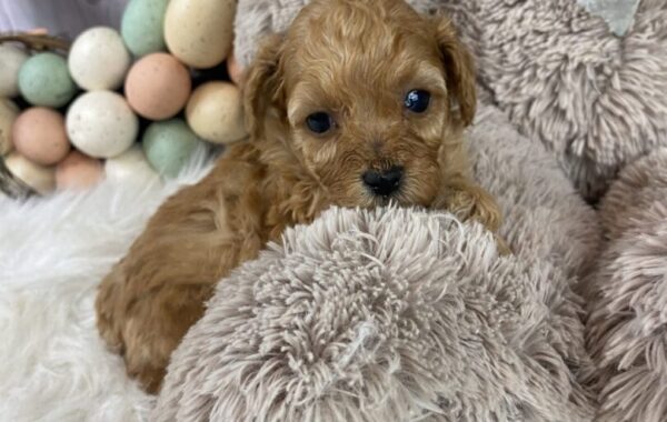 ~AKC BAILEY~TOY POODLE FEMALE