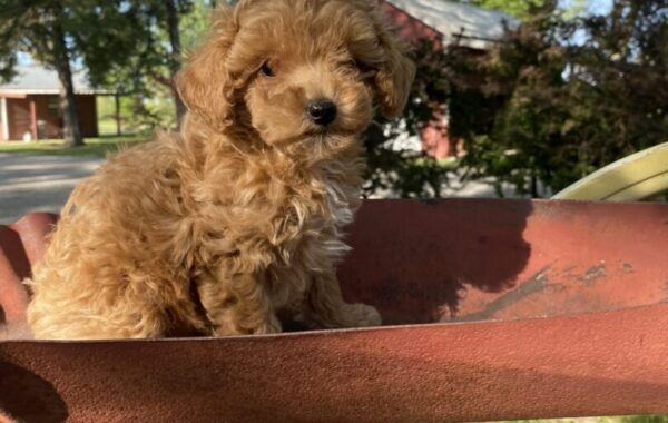 ~AKC STELLA~PRICE REDUCED~SOLD