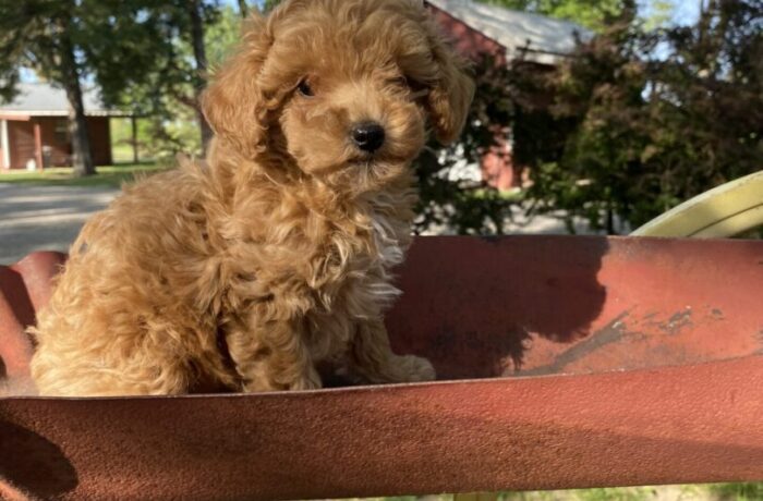 ~AKC STELLA~PRICE REDUCED~SOLD