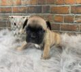 ~AKC PIPER~FRENCH BULLDOG~FEMALE