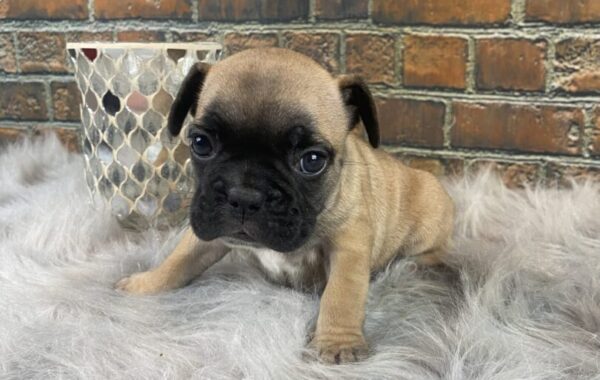 ~AKC PIPER~FRENCH BULLDOG~FEMALE