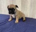 ~AKC RILEY~FRENCH BULLDOG~FEMALE