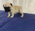 ~AKC TILLY~FRENCH BULLDOG~FEMALE