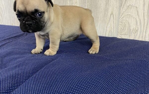 ~AKC TILLY~FRENCH BULLDOG~FEMALE