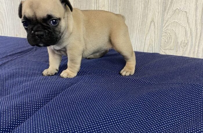 ~AKC TILLY~FRENCH BULLDOG~FEMALE