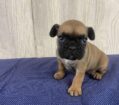 ~AKC DOTTIE ~FRENCH BULLDOG~FEMALE