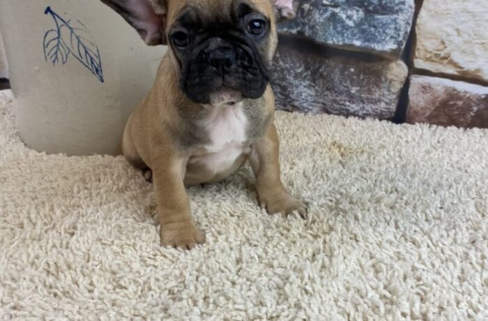 ~AKC RILEY~FRENCH BULLDOG~FEMALE