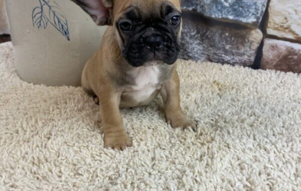 ~AKC RILEY~FRENCH BULLDOG~ PRICE REDUCED