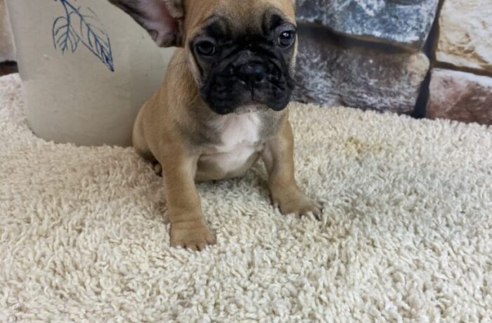 ~AKC RILEY~FRENCH BULLDOG~ PRICE REDUCED