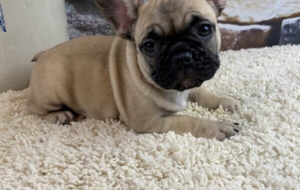 ~AKC TILLY~FRENCH BULLDOG~FEMALE