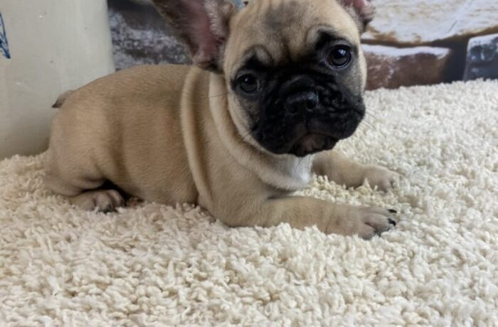 ~AKC TILLY~FRENCH BULLDOG~FEMALE