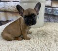 ~AKC DOTTIE ~FRENCH BULLDOG~SOLD