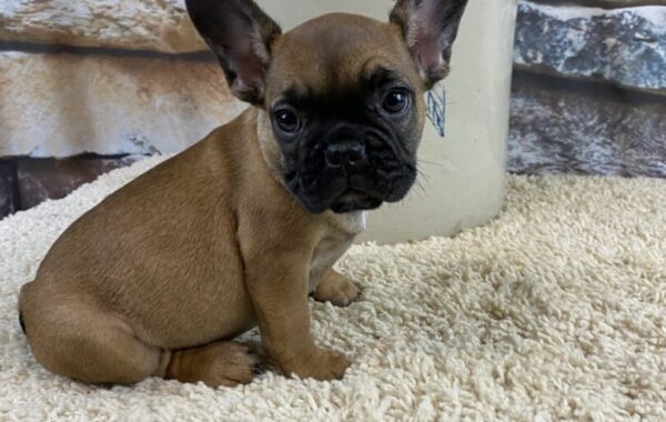 ~AKC DOTTIE ~FRENCH BULLDOG~FEMALE