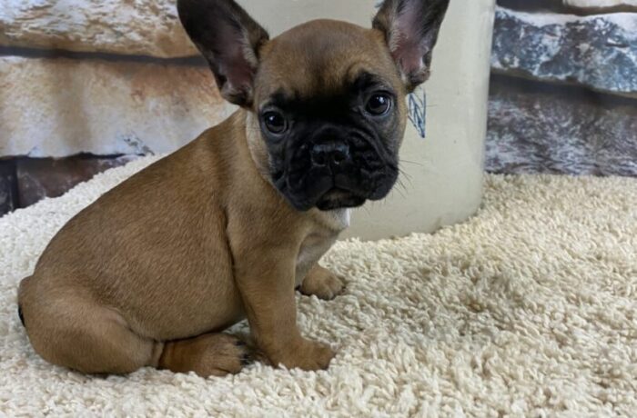 ~AKC DOTTIE ~FRENCH BULLDOG~FEMALE