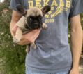 ~AKC HATTIE~FRENCH BULLDOG~FEMALE