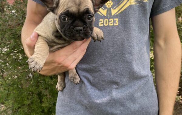 ~AKC HATTIE~FRENCH BULLDOG~FEMALE