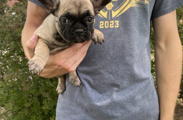 ~AKC HATTIE~FRENCH BULLDOG~FEMALE