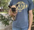 ~AKC CALI~FRENCH BULLDOG~FEMALE