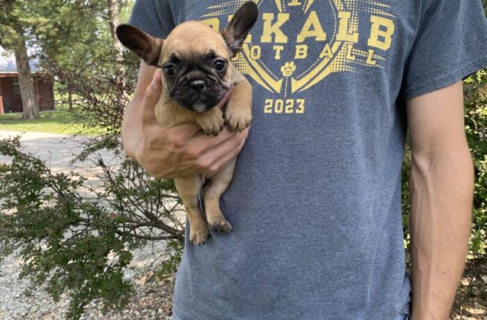 ~AKC CALI~FRENCH BULLDOG~FEMALE
