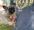 ~AKC MEADOW~FRENCH BULLDOG~SOLD