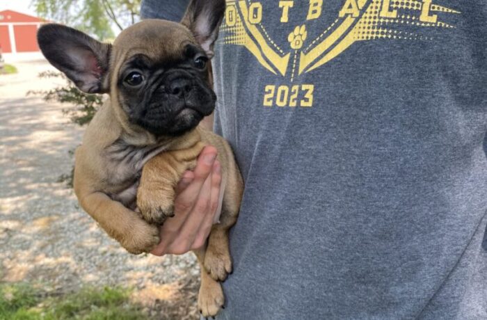 ~AKC MEADOW~FRENCH BULLDOG~SOLD