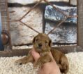 ~AKC CLAIRE~TOY POODLE~FEMALE~JUST LISTED~SOLD