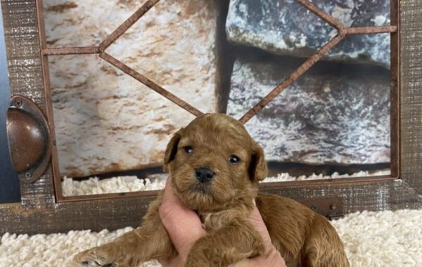 ~AKC CLAIRE~TOY POODLE~FEMALE~JUST LISTED~SOLD