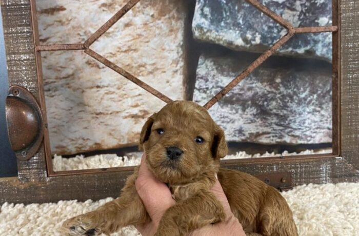 ~AKC CLAIRE~TOY POODLE~FEMALE~JUST LISTED~SOLD