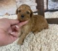 ~AKC PEACHES~TOY POODLE~FEMALE~SOLD