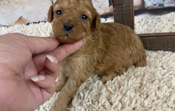 ~AKC PEACHES~TOY POODLE~FEMALE~SOLD
