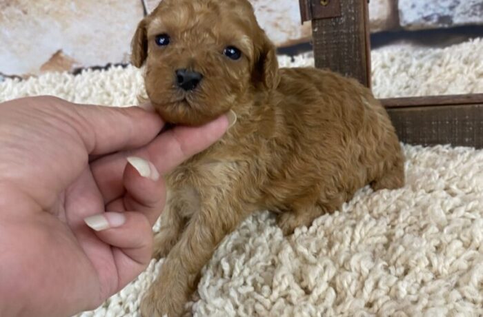 ~AKC PEACHES~TOY POODLE~FEMALE~SOLD