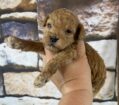 ~AKC TUCKER~TOY POODLE~MALE~JUST LISTED~SOLD
