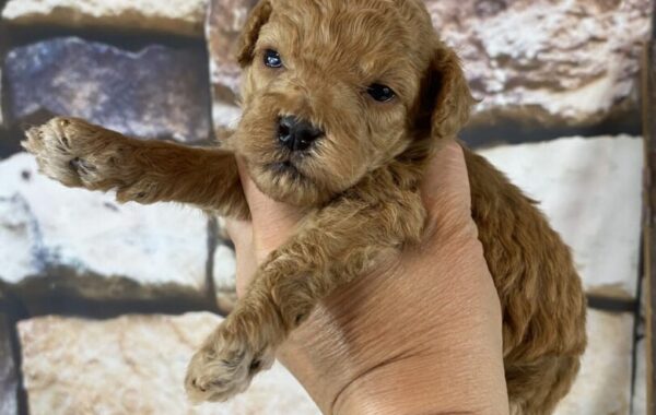 ~AKC TUCKER~TOY POODLE~MALE~JUST LISTED~SOLD