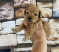 ~AKC BO~TOY POODLE~MALE~JUST LISTED~SOLD