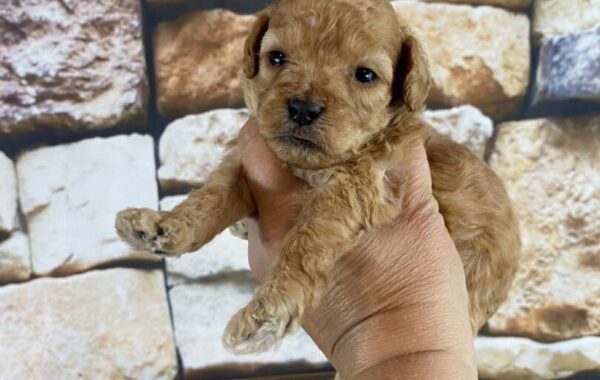 ~AKC BO~TOY POODLE~MALE~JUST LISTED~SOLD