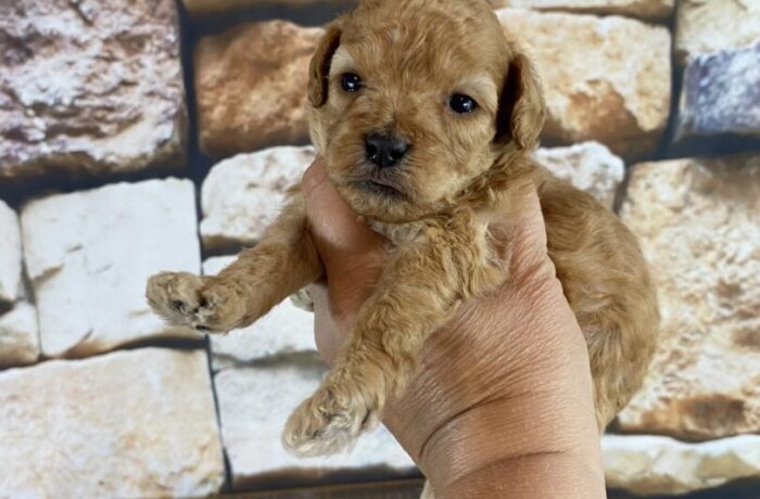 ~AKC BO~TOY POODLE~MALE~JUST LISTED~SOLD
