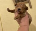 ~AKC BUDDY~JUST LISTED