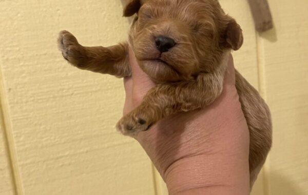 ~AKC BUDDY~JUST LISTED
