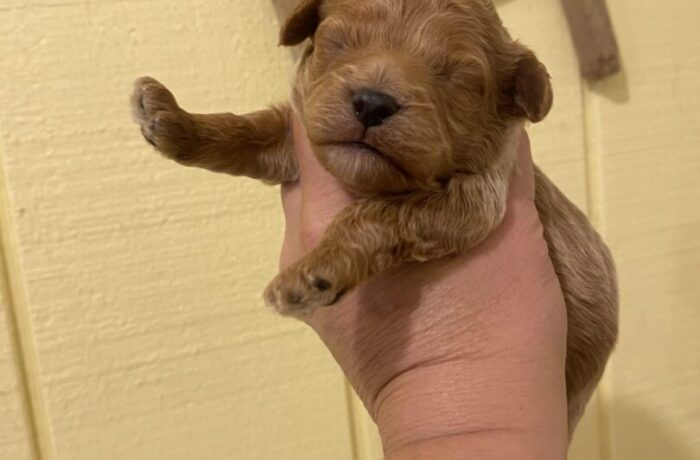 ~AKC BUDDY~JUST LISTED