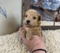 ~AKC BROOKS~TOY POODLE