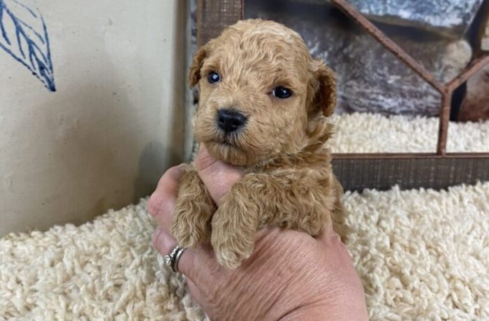 ~AKC BROOKS~TOY POODLE