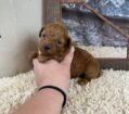~AKC MEADOW~TOY POODLE